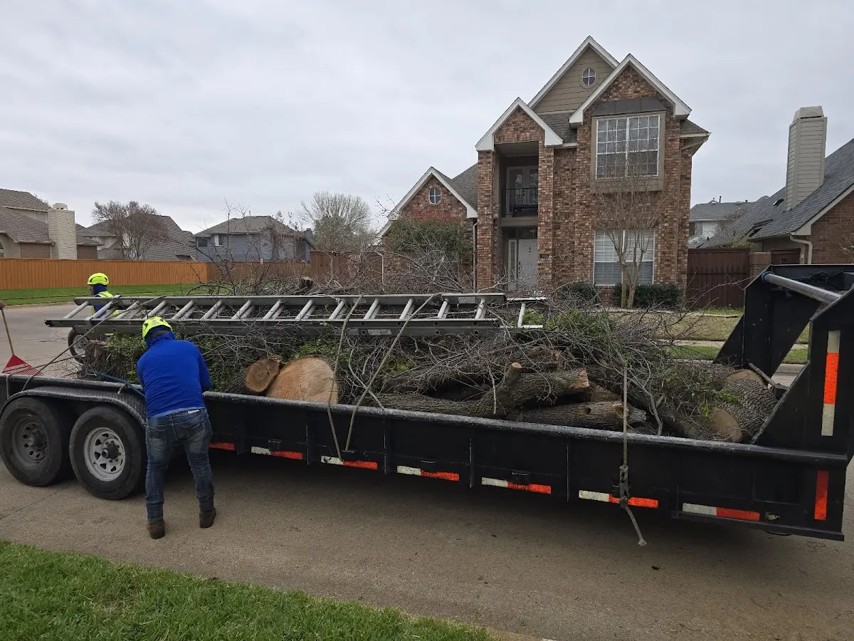 Expert Tree Removal with proper safety equipment in Colchester
